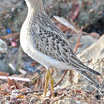 Buff-breasted Sandpiper